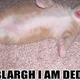 Illustration for article titled What if all the cats in the world suddenly died?